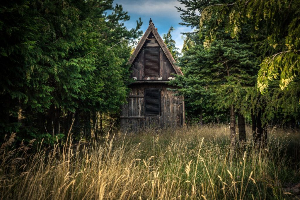building surrounded by forest
