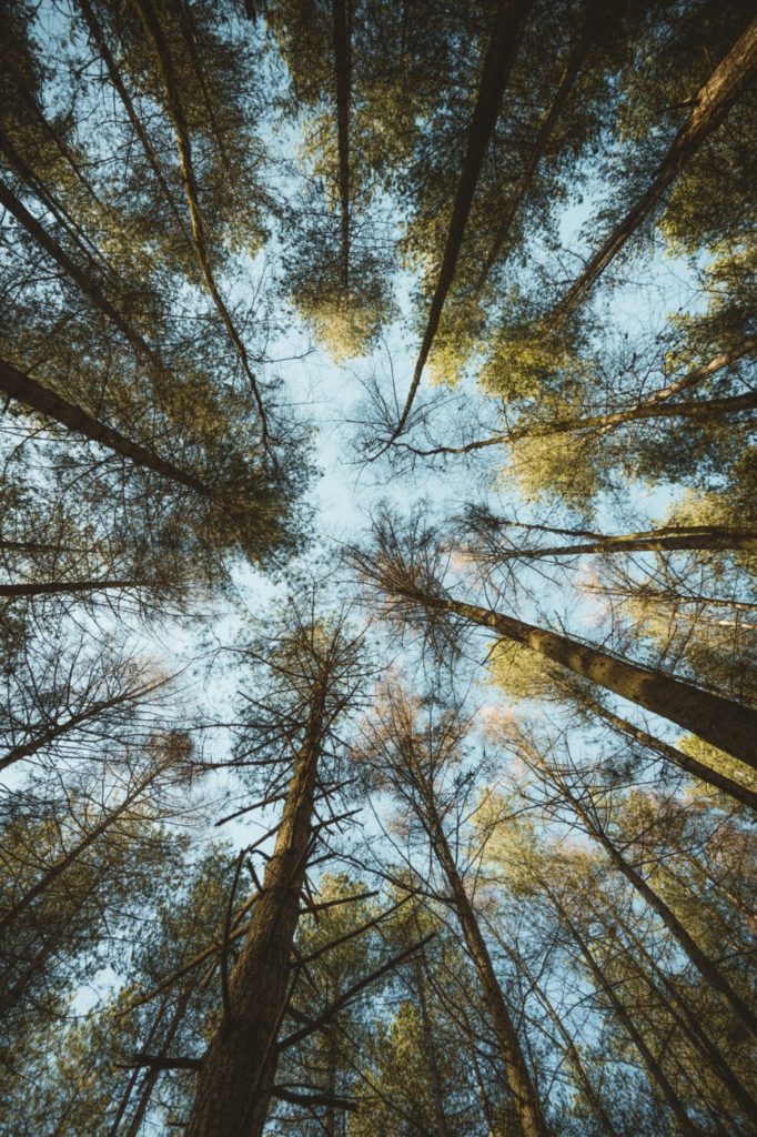 lowanglephotooftreetops