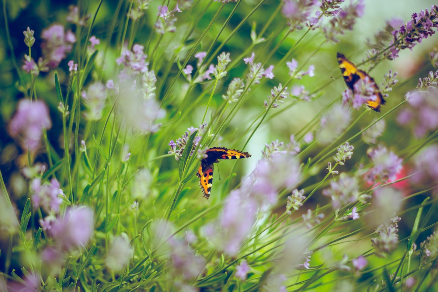 garden-with-butterflies