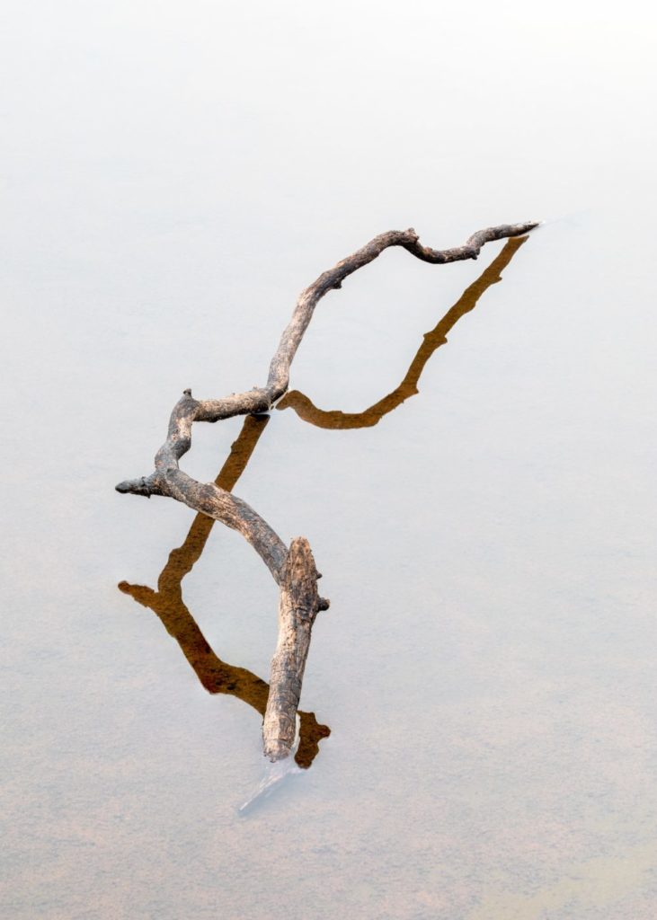 branch-and-its-reflection-or-shadow