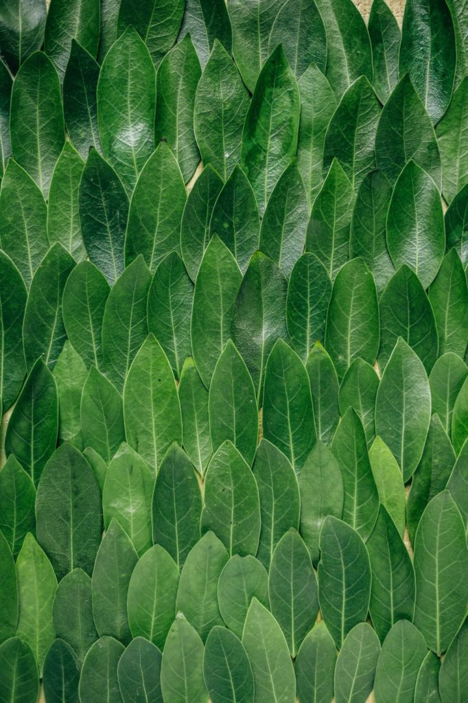 multiple-patterns-of-leaves